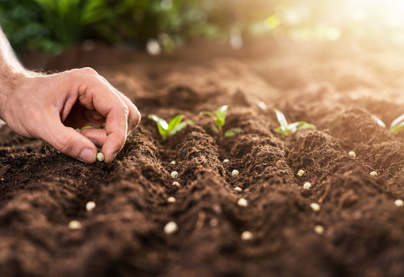 Seeds category image